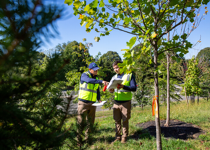 Life Time Princeton 2nd Planting - 3840-39 1