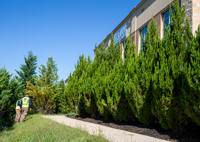 Life Time Princeton 2nd Planting - 3840-45 1