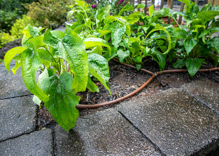 Planting Job Richard Reienmann 2660 Farview Drive Scotch Plains 85752025sin título-127