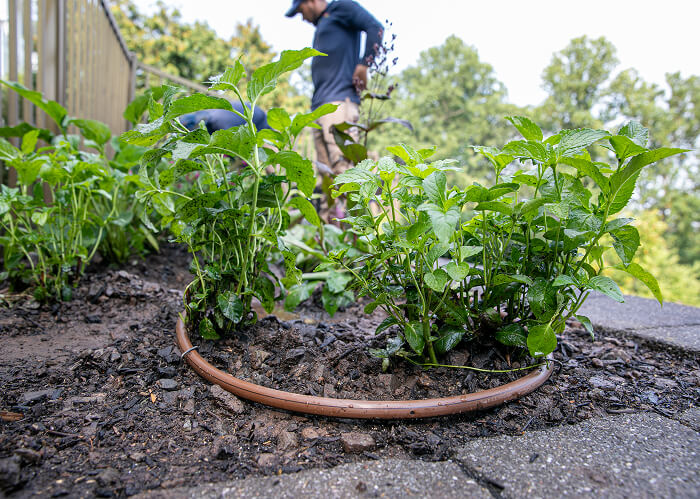 Planting Job Richard Reienmann 2660 Farview Drive Scotch Plains 86632025sin título-215